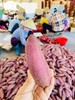 【海南桥头沙地瓜】 香薯红薯地瓜，软糯绵密，细腻香甜，放一放淀粉转糖后口感更好，建议水煮30分钟 商品缩略图3