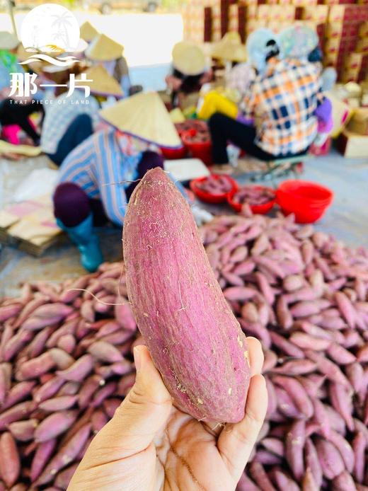 【海南桥头沙地瓜】 香薯红薯地瓜，软糯绵密，细腻香甜，放一放淀粉转糖后口感更好，建议水煮30分钟 商品图3