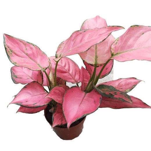 【绿植】红粉佳人 商品图0