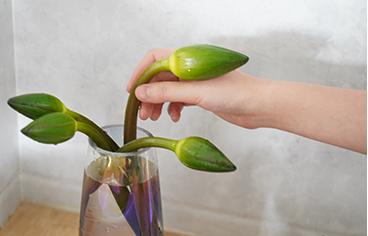 【切花】睡莲花5支（不带盆） 商品图1