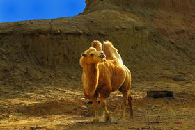 新疆大巴十二日游（预报名）