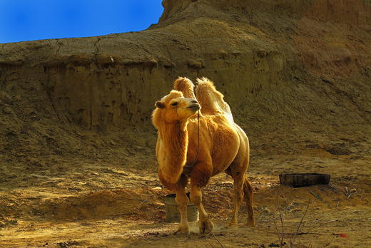 新疆大巴十二日游（预报名） 商品图0