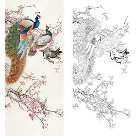 陈军竖幅工笔花鸟白描底稿-孔雀-多种白描尺寸可选 CJ49