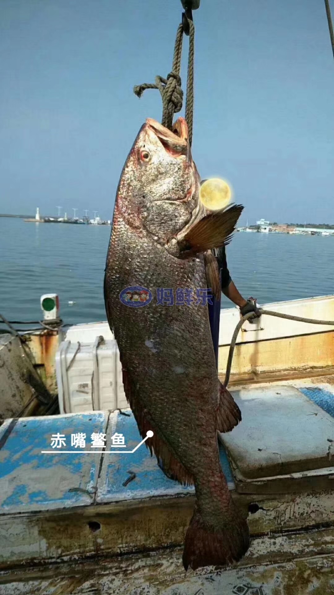 【醇香鳘鱼肉片】赤嘴鳘鱼胶是鱼胶中的上品,鳘鱼肉更