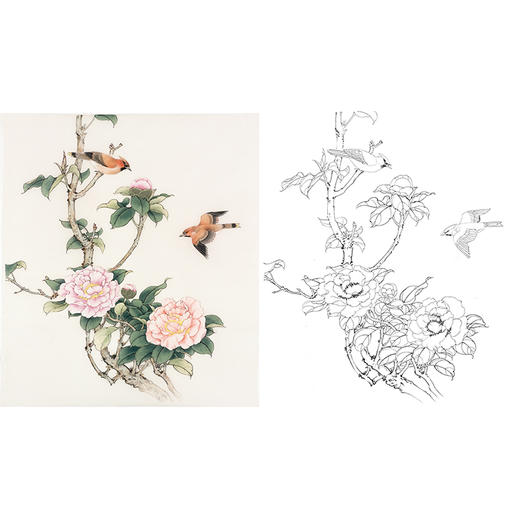 陈军工笔花鸟白描底稿-山茶花鸟图-斗方小品册页-多种白描尺寸可选 CJ58 商品图0