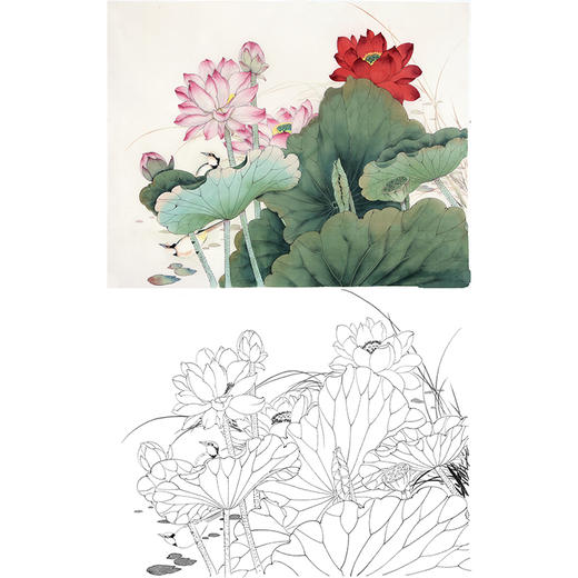 陈军工笔花鸟白描底稿-荷花-斗方小品册页-多种白描尺寸可选 CJ54 商品图0