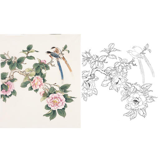 陈军工笔花鸟白描底稿山茶花鸟图-斗方小品册页-多种白描尺寸可选 CJ56 商品图0
