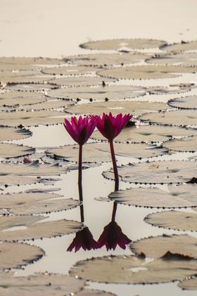 解暑&祛湿丨两款夏日养生茶饮你一定需要