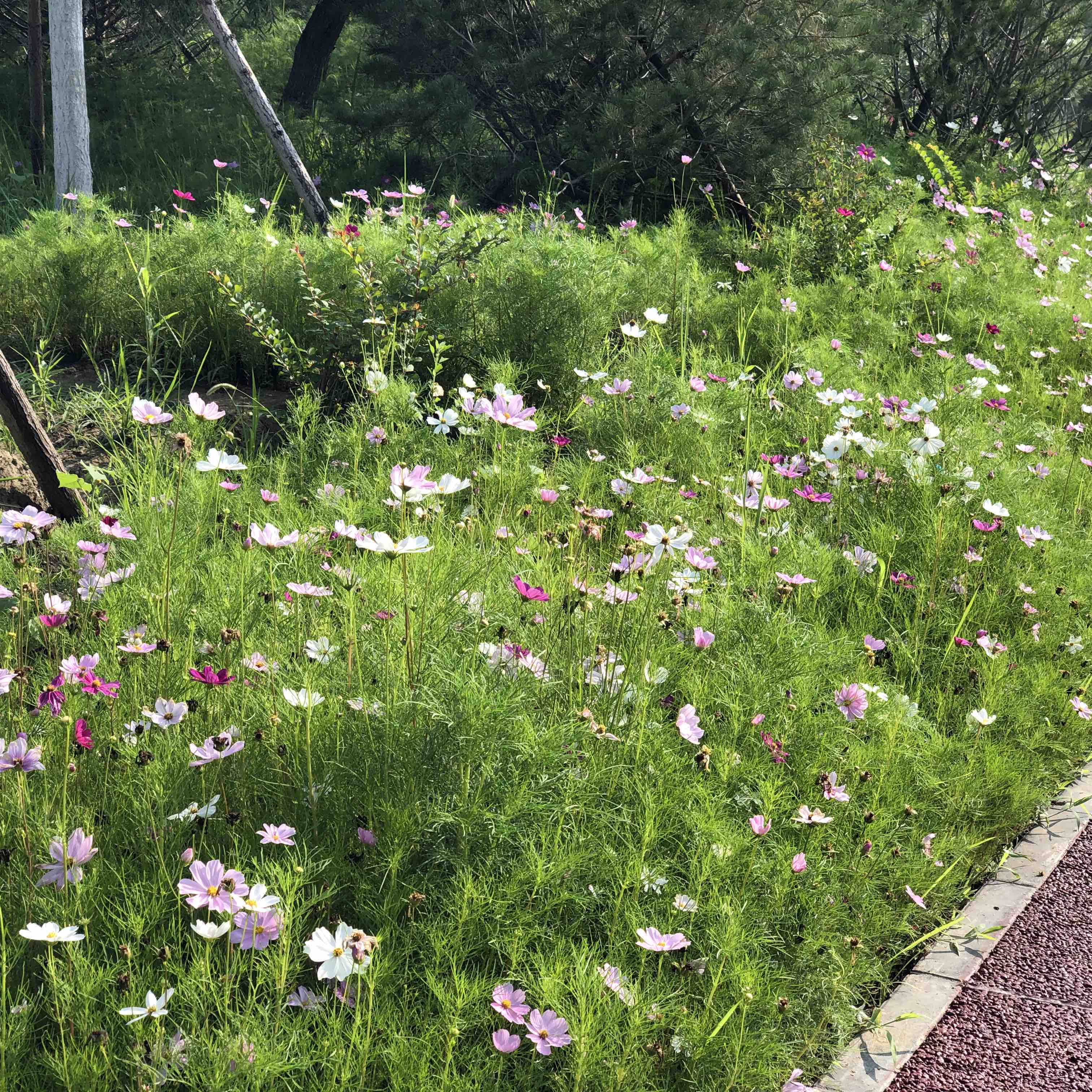 花