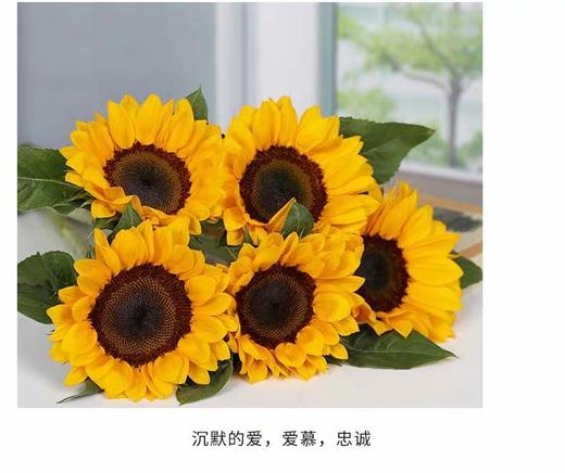 昆明直发鲜花-玫瑰（红玫、香槟、粉雪山、冷美人、闪耀），向日葵-限襄阳地区自提 商品图8
