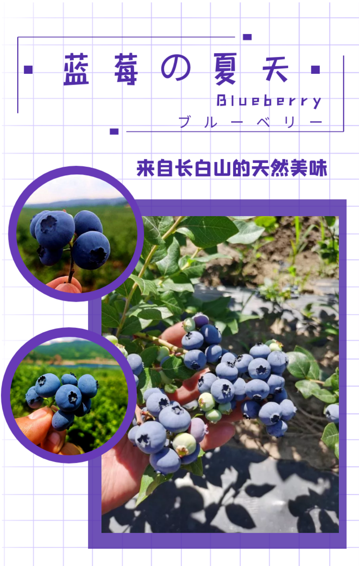 中国国家地理标志产品长白山蓝莓一箱12盒3斤装72元包配送富含花青素