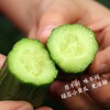 清脆爽口小黄瓜 1根 商品缩略图5