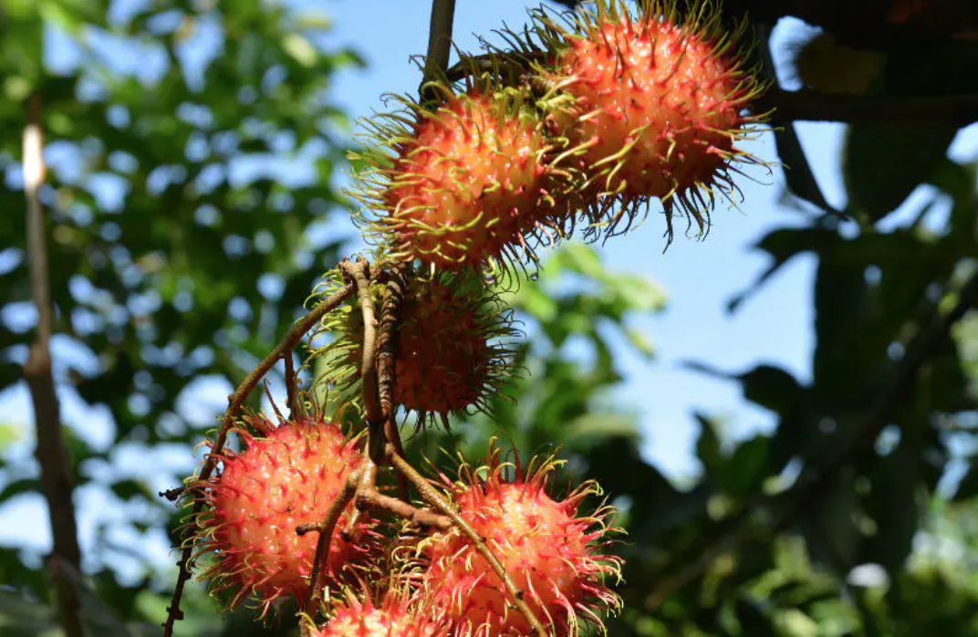 生鲜 |「申鲜生活」有赞<em>零售</em>小程序商城上线