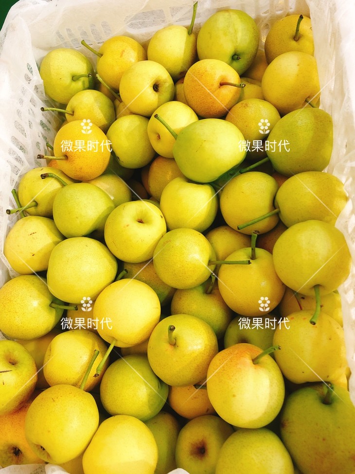 冰糖蜜梨三斤