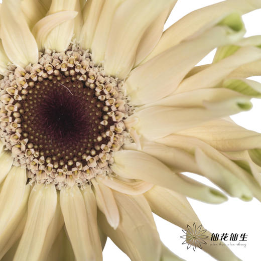 非洲菊 | 瑞典 商品图2