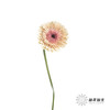 非洲菊 | 雅典 商品缩略图1