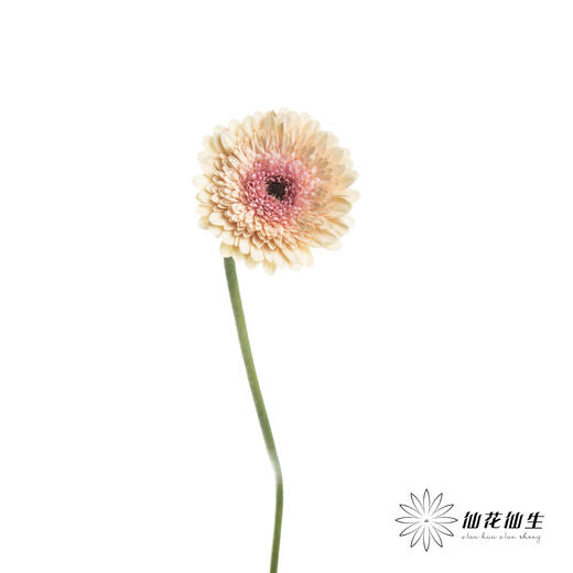 非洲菊 | 雅典 商品图1