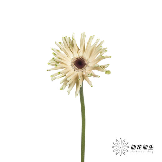 非洲菊 | 瑞典 商品图1