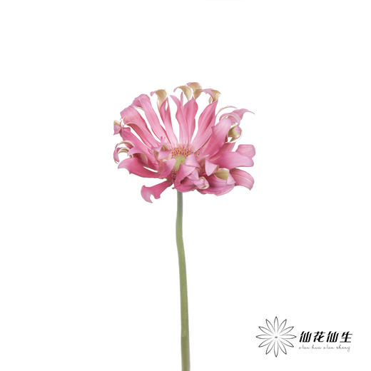 非洲菊 | 北海道 商品图1