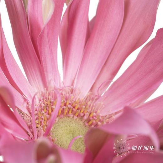 非洲菊 | 北海道 商品图2