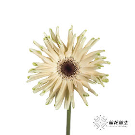 非洲菊 | 瑞典
