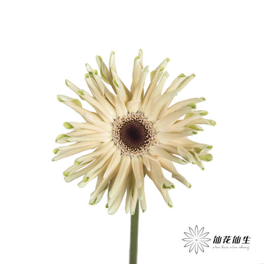 非洲菊 | 瑞典 商品图0