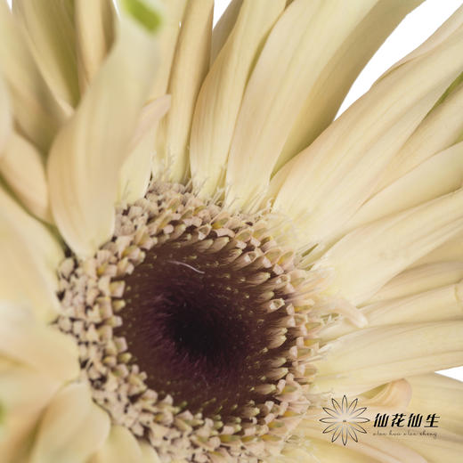 非洲菊 | 瑞典 商品图3