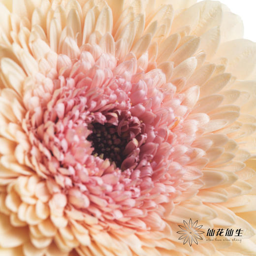 非洲菊 | 雅典 商品图2
