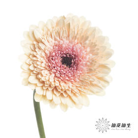 非洲菊 | 雅典