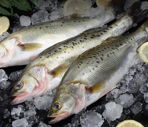 七星鲈鱼450g±50g 商品图0