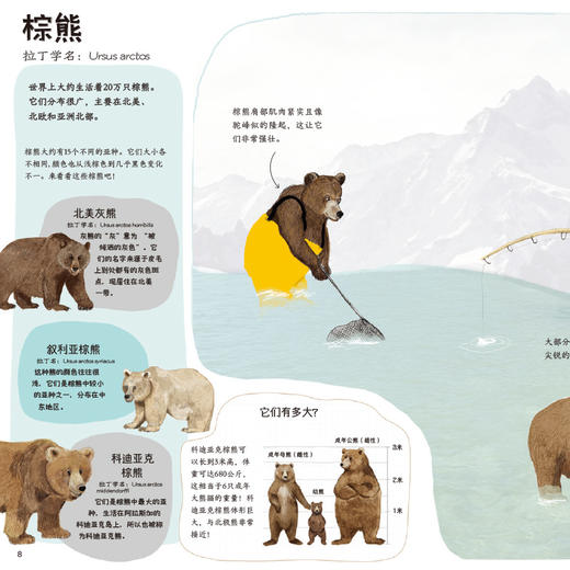 熊熊见面会 3-6岁 认识世界各地的熊动物科普百科图画书儿童认知 商品图4