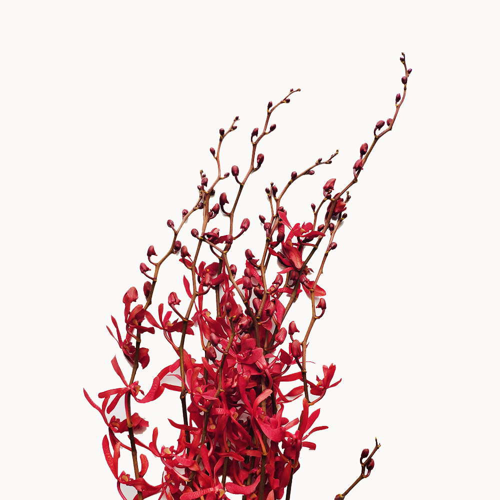 兰花 | 万代兰红色