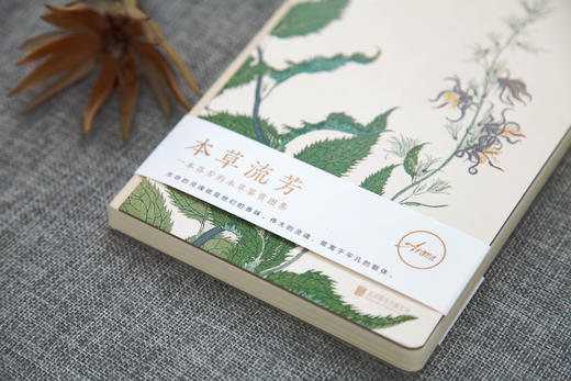 本草流芳（精选100种芳香的本草植物， 淡淡幽香、唯美形态，感受本草的纯粹。） 商品图3