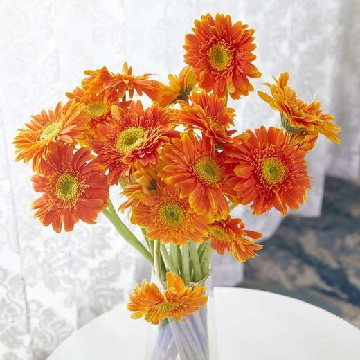 非洲菊10支（5个颜色任选），自提不发货 商品图3