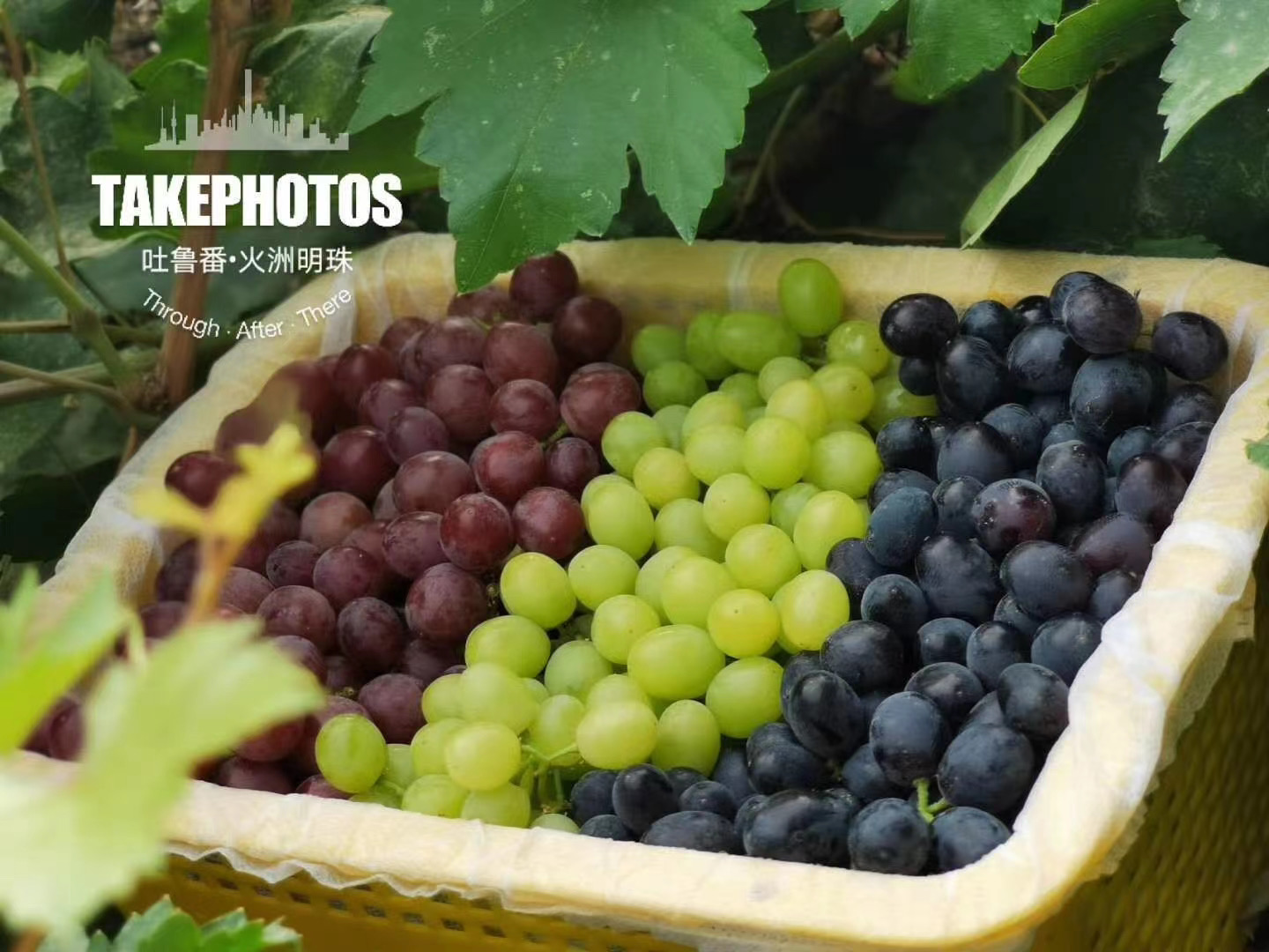吐鲁番三拼葡萄（总重2.5kg）