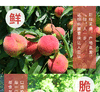当季上新 |芷江水晶桃 露天种植 清脆可口 现摘现发5斤装 好吃到出圈的桃子蜜桃 一口脆甜到心尖！ 商品缩略图5