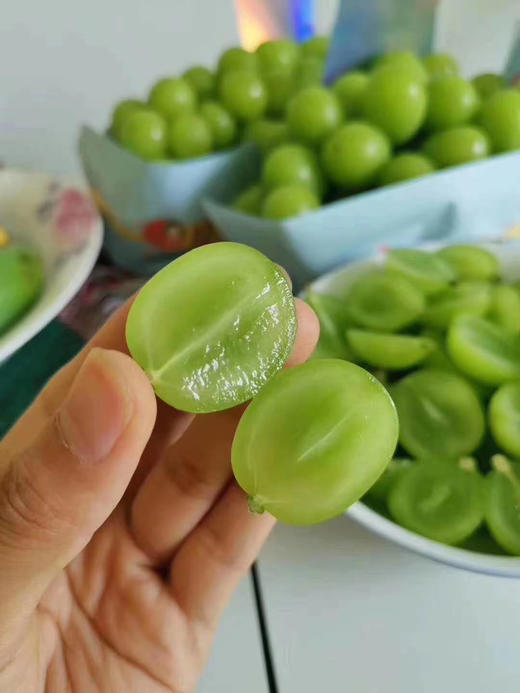 日本晴王葡萄（1.6kg左右） 商品图0