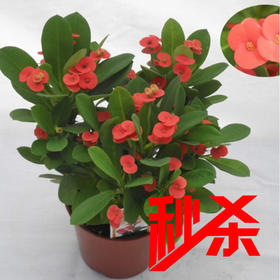 【绿植】铁海棠