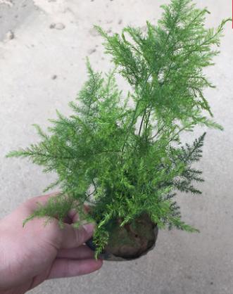 秒杀 【绿植】文竹 商品图1