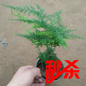 秒杀 【绿植】文竹