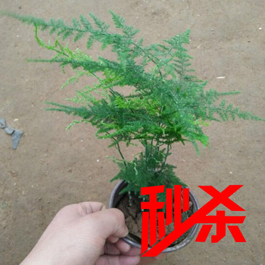 秒杀 【绿植】文竹 商品图0