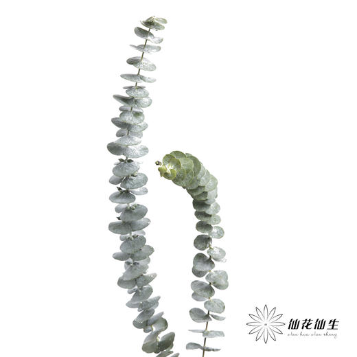 叶材 | 尤加利小叶单支 商品图4