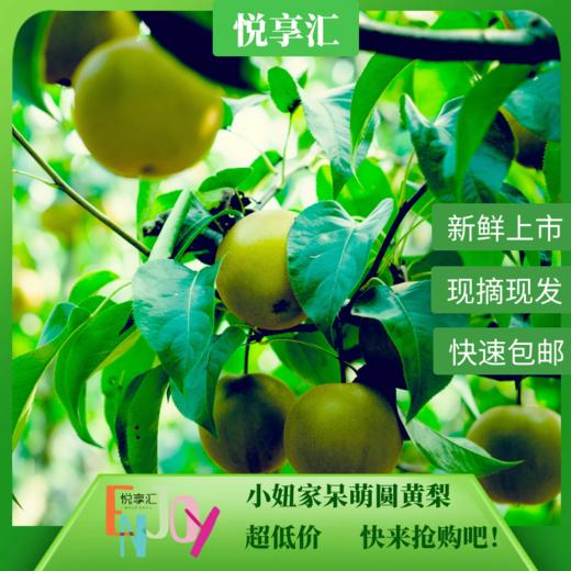 【新鲜水果】小妞家呆萌圆黄梨 商品图0