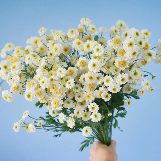 【重瓣小女孩洋甘菊】超仙气的花花,白白的,自由的气质和张扬的生命力