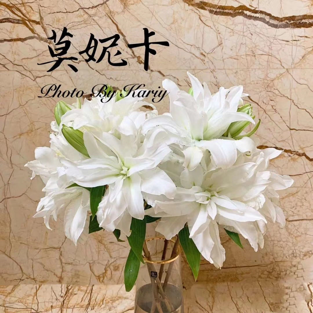 yh重瓣百合莫妮卡天使2头