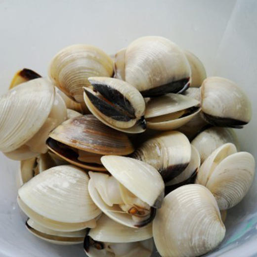 【鲜活】深海白贝500g 即时送达 商品图1