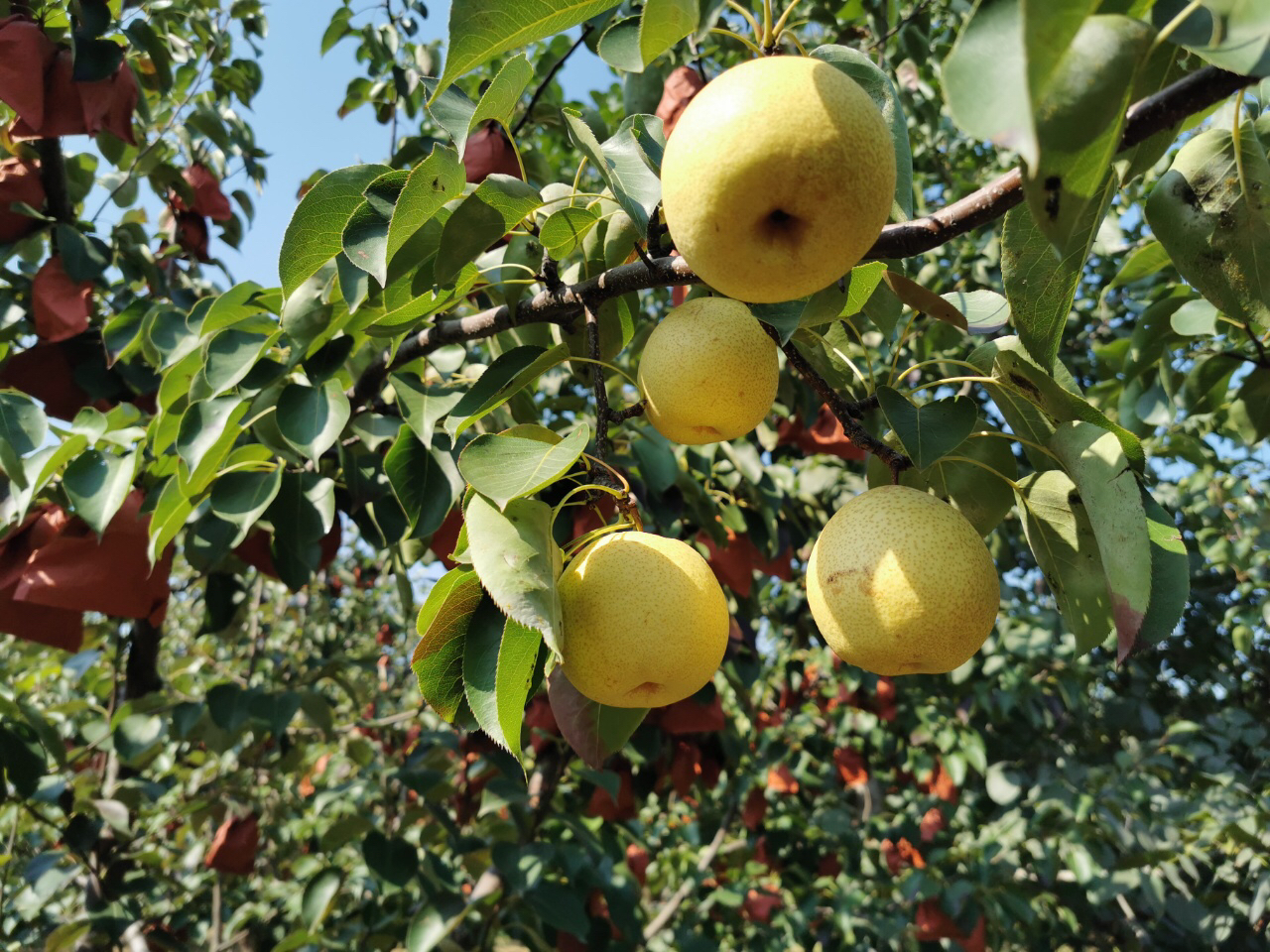 山西蜂蜜梨,香甜多汁,净重约4.8斤9-12个,发普通快递