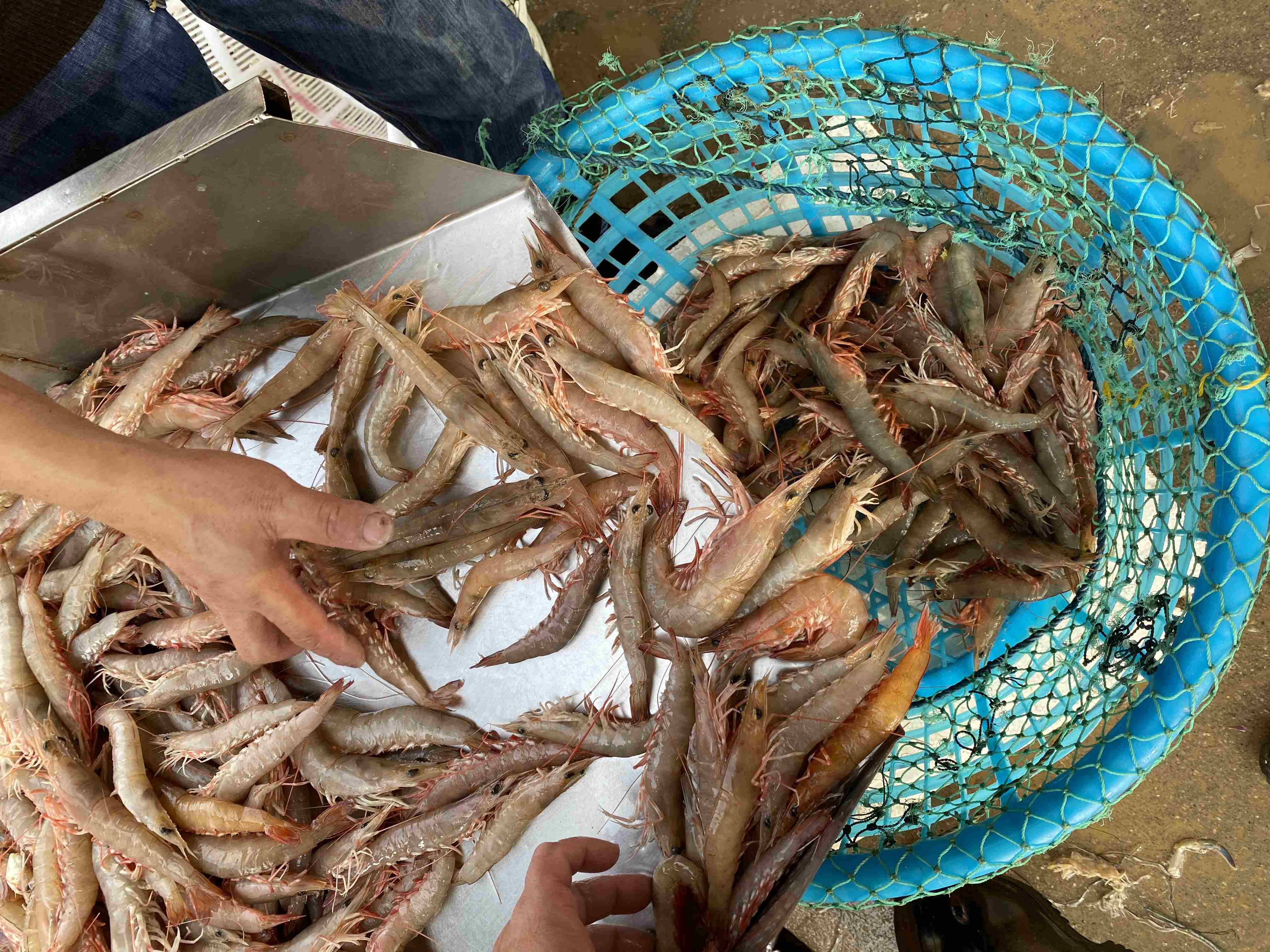 【野生中沙鲈虾】纯野生海捕,肉质鲜美,q弹脆甜,每份净重约250克,约18