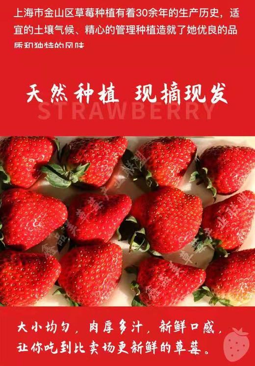 上海市金山区【鑫品美】红颜 章姬奶油草莓 现摘现发 肉嫩多汁 2盒共