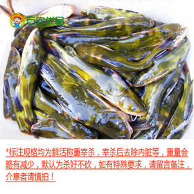黄辣丁（每条约0.2~0.4斤，1斤起售，量大需提前预定）